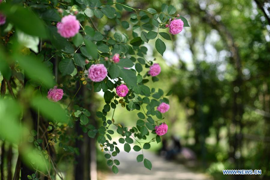 CHINA-ZHEJIANG-HANGZHOU-XIXI NATIONAL WETLAND PARK (CN)