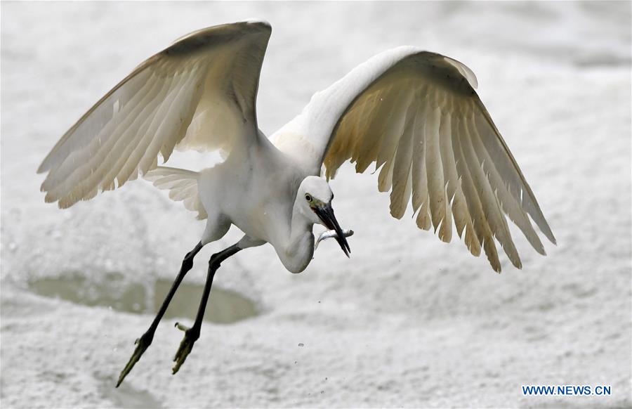 CHINA-FUJIAN-XIAMEN-EGRET
