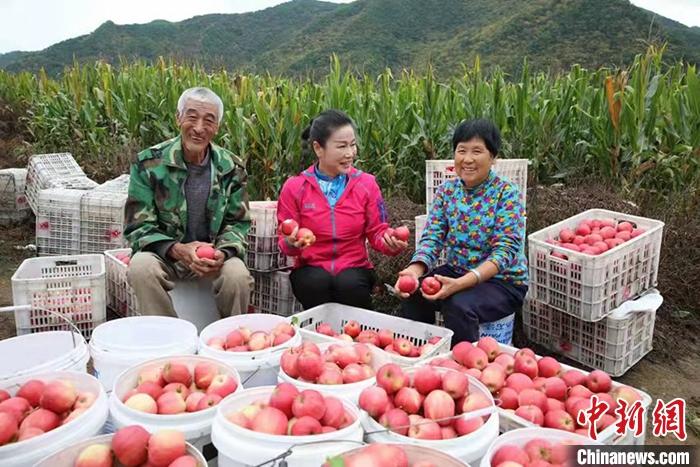 初建美在集安市太王镇钱湾村帮助果农卖苹果。赵晓烨 摄 点击进入下一页