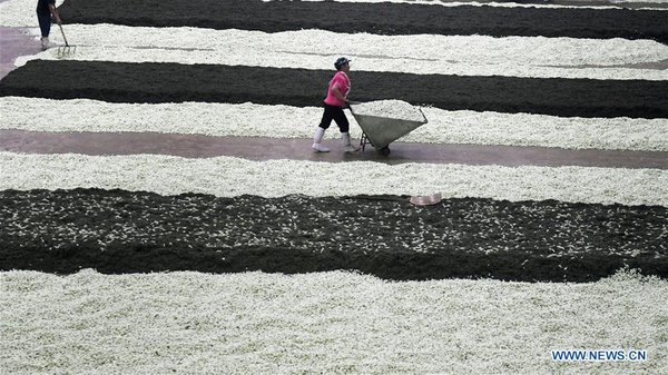 Workers Make Jasmine Tea in Hengxian County, S China's Guangxi