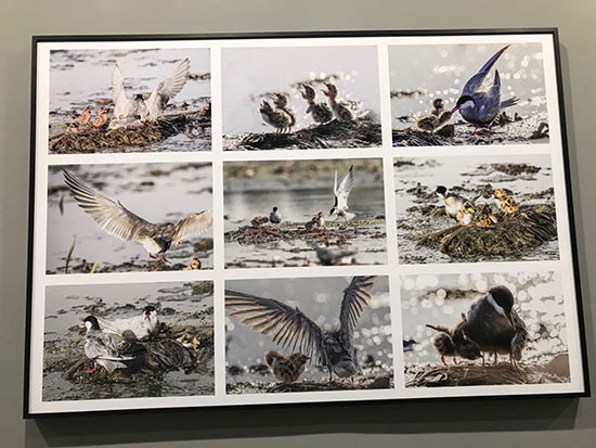 Bird-loving Photographer Calls on Society to Protect Wildlife