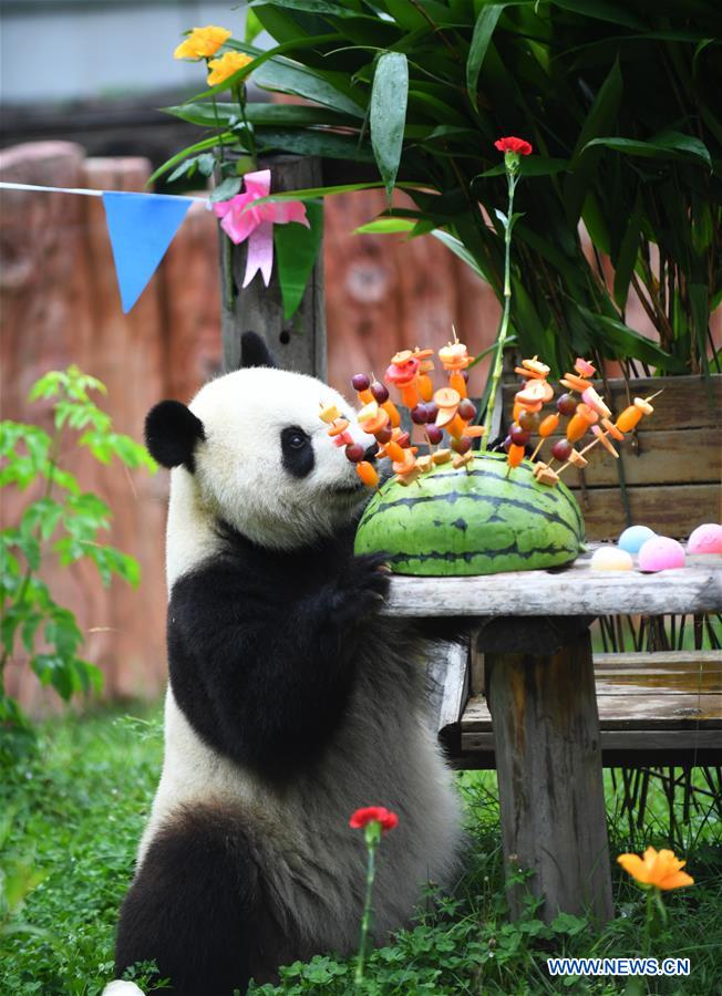 CHINA-JILIN-GIANT PANDAS-BIRTHDAY (CN)