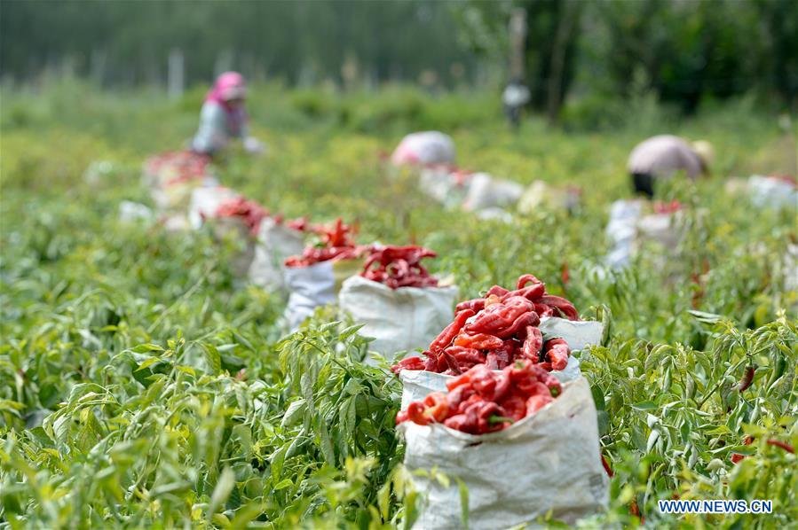 CHINA-XINJIANG-BOHU COUNTY-CHILI-HARVEST (CN) 