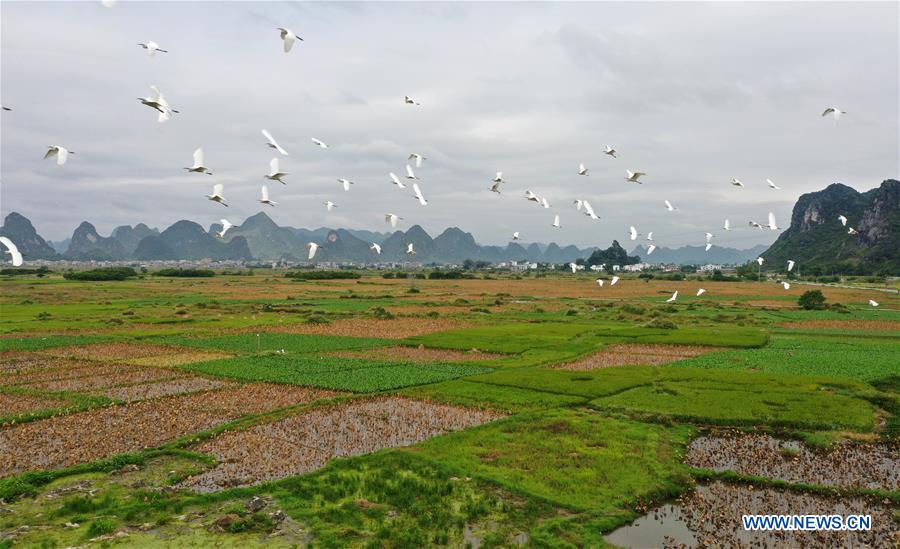 #CHINA-GUANGXI-LIUZHOU-EGRETS (CN)