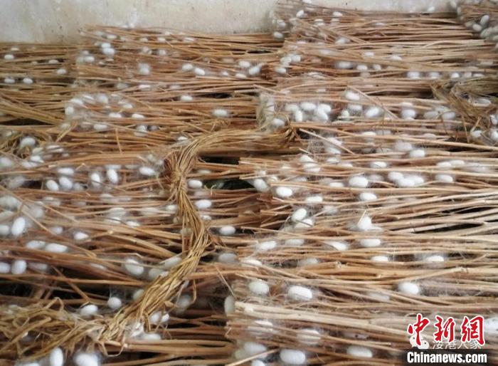 堆放在一起的蚕茧(资料图) 沈勇强 摄