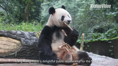 From Tokyo to China: China's giant panda Xiang Xiang returns home