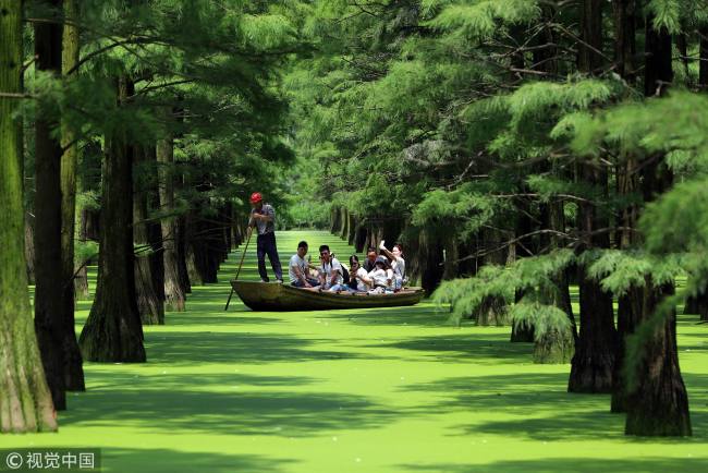 在水上森林中泛舟 Rowing through China's forest above water