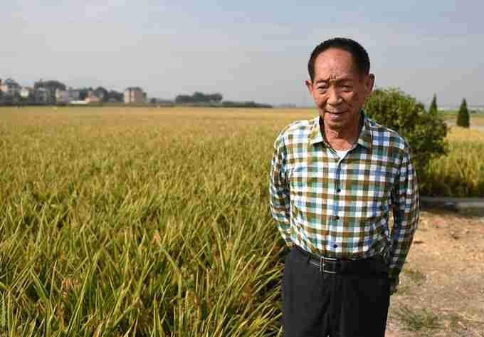 The Father of Hybrid Rice: Freeing Humanity from Hunger-China Story